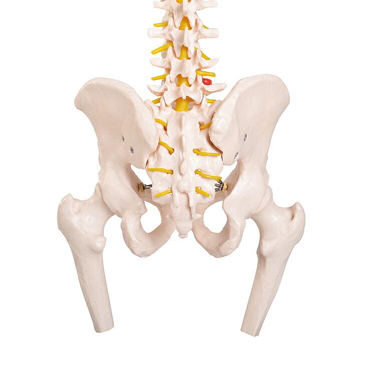 楽天市場】あす楽 脊椎骨盤模型(股関節付)GX-126 せきついの人骨模型