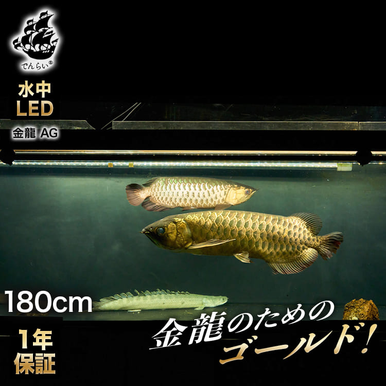 楽天市場】アロワナライト 過背金龍 藍底金龍 水槽ライト 熱帯魚ライト