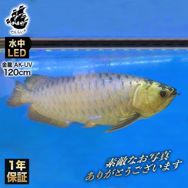 楽天市場】 水槽 アロワナライト : おしゃれな照明専門店 でんらい