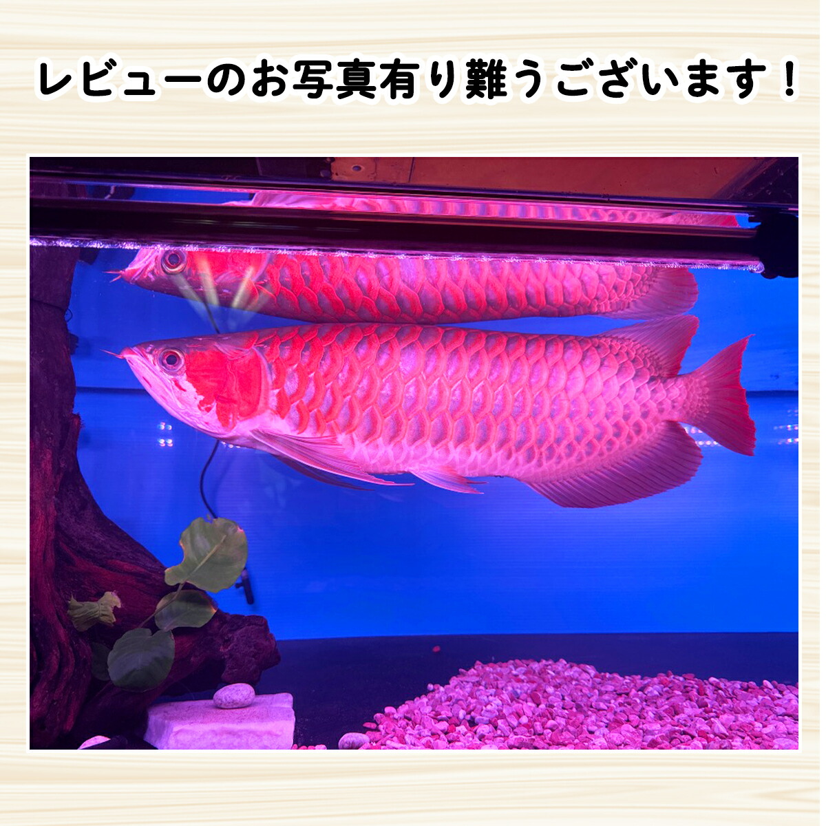 煌 紅龍用水中LEDライト 150cm水槽用 紅龍 水中 スーパーレッド