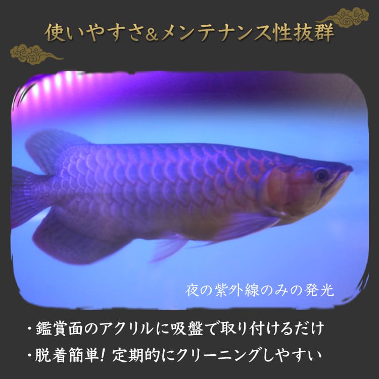 楽天市場】紅龍 レッドアロワナ スーパーレッド 水中 アロワナ ライト