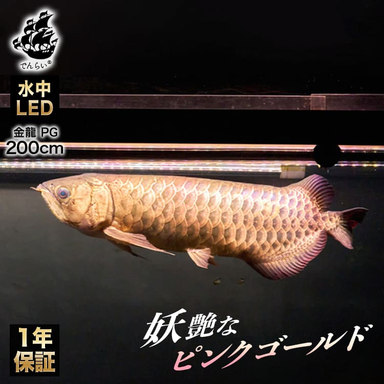 楽天市場】熱帯魚ライト アロワナライト 過背金龍 藍底金龍 水槽ライト