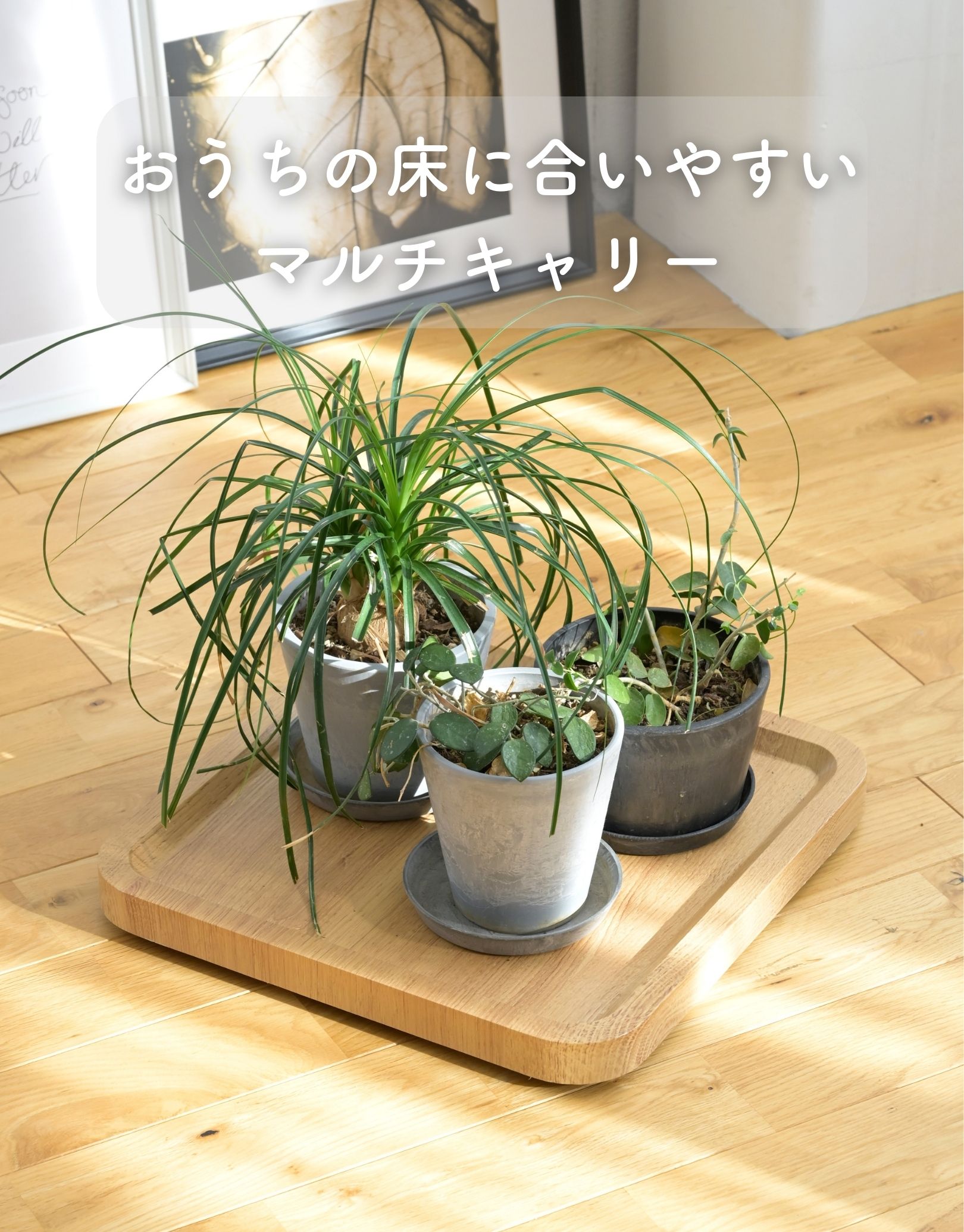 楽天市場】平台車 マルチキャリー 正方形/長方形 低床キャスター