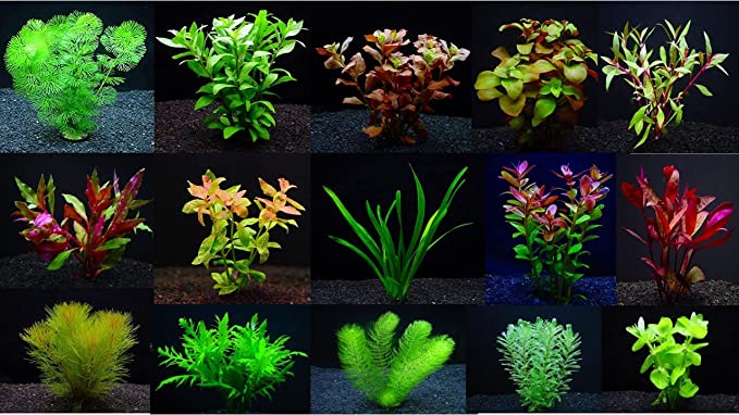 楽天市場】（水草）金魚用おまかせ水草6種（無農薬 スネールなし）（計