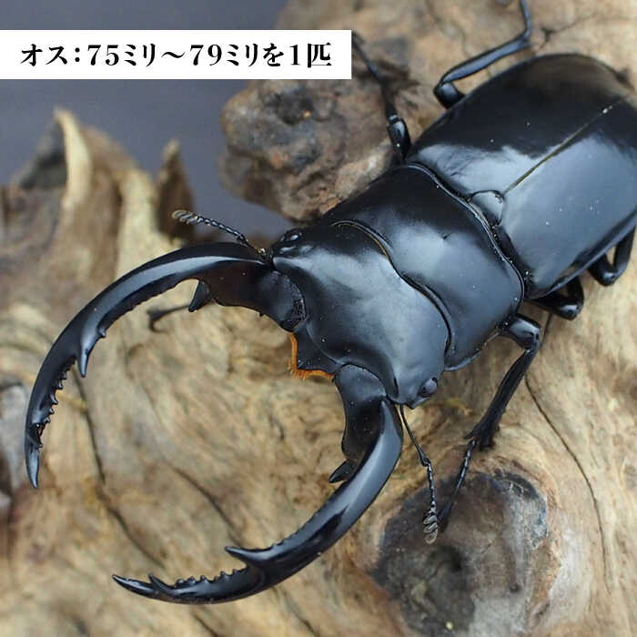 楽天市場】【ふるさと納税】【限定2セット/世界最高のクワガタ】R.W.