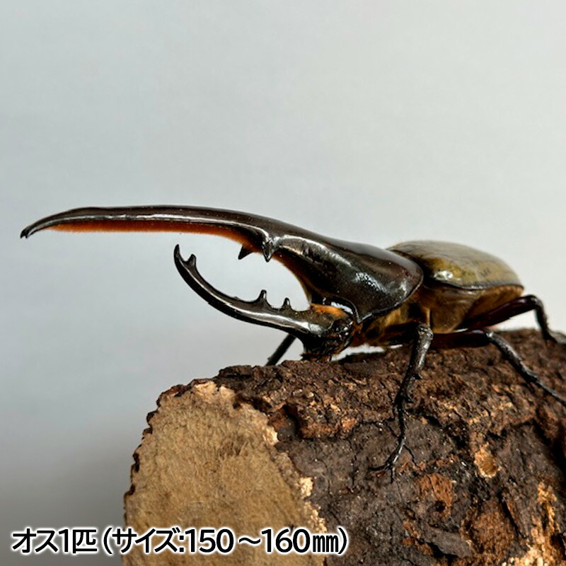 ヘラクレスオオカブト オス 2024.7上旬羽化 150mm超 近傍配達可