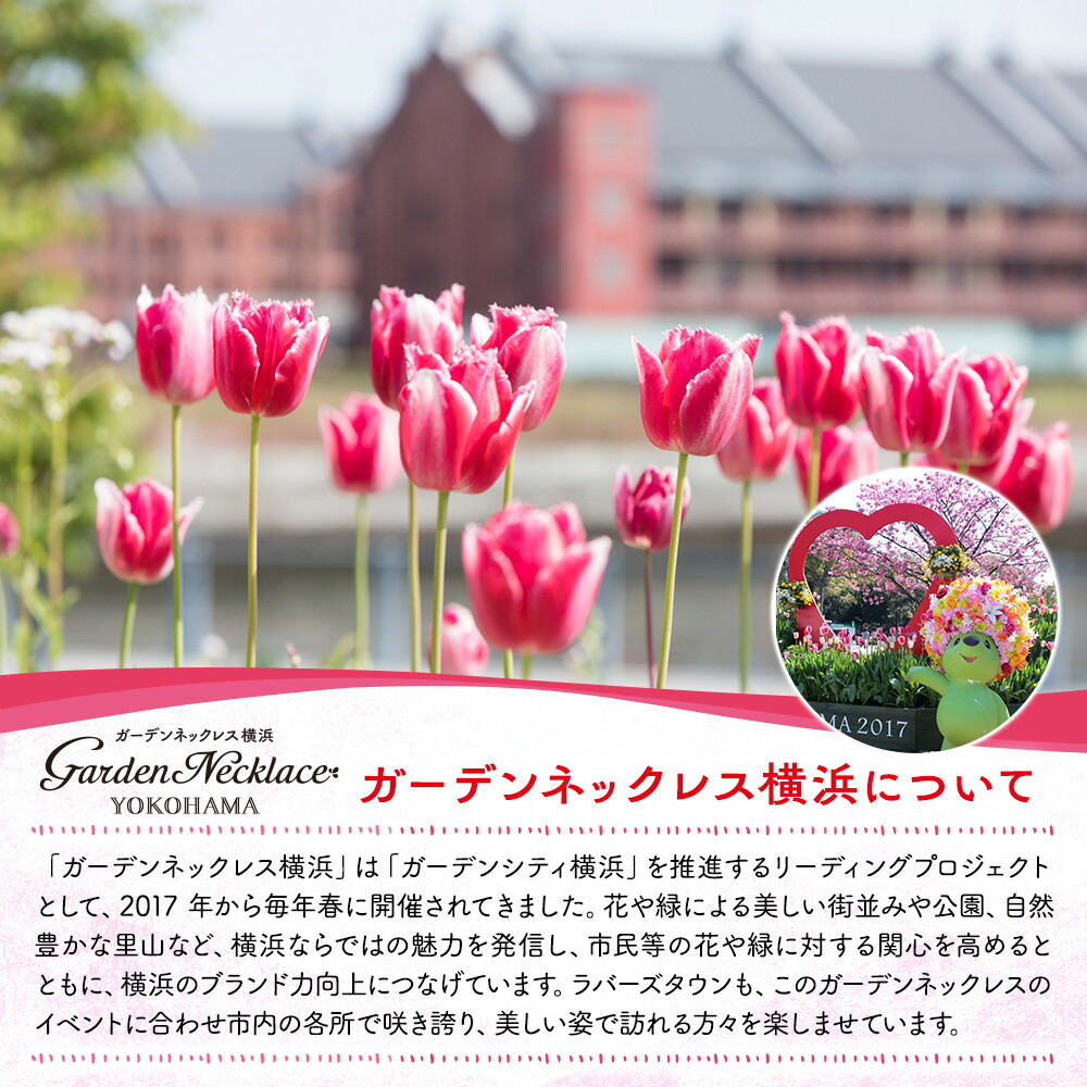 楽天市場】【ふるさと納税】横浜限定チューリップ ラバーズタウン栽培