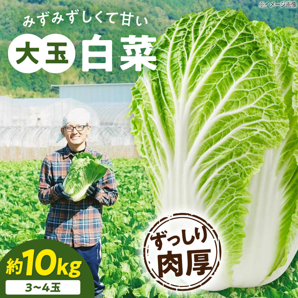 楽天市場】【ふるさと納税】白菜 【先行予約】【11月下旬から順次発送