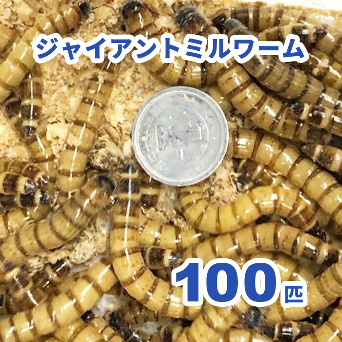 楽天市場】冷凍こだわりあかむし 100g [1枚 / 5枚セット / 10枚セット