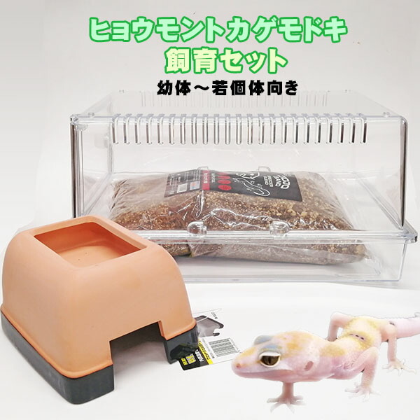 楽天市場】【水槽セット】ヒョウモントカゲモドキ 飼育セット 幼体～若