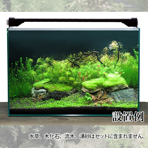 水槽セット 生体込