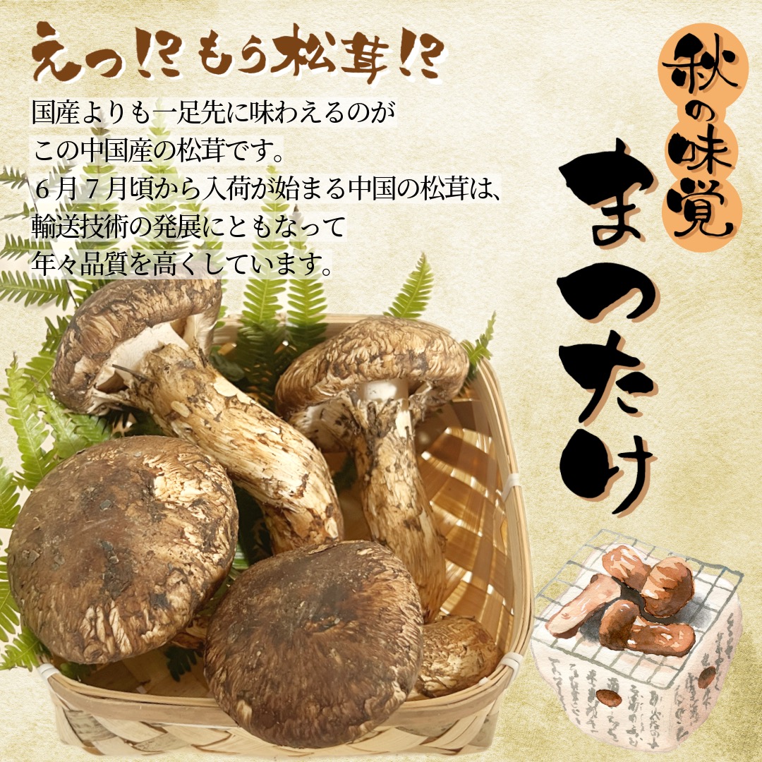 松茸 北海道 800g 訳あり 国産 松茸 北海道 800g 訳あり 送料込 ②