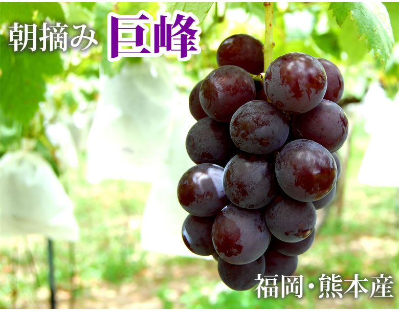 楽天市場】ぶどう 巨峰 約1.2kg（約300g×4パック） 送料無料 福岡