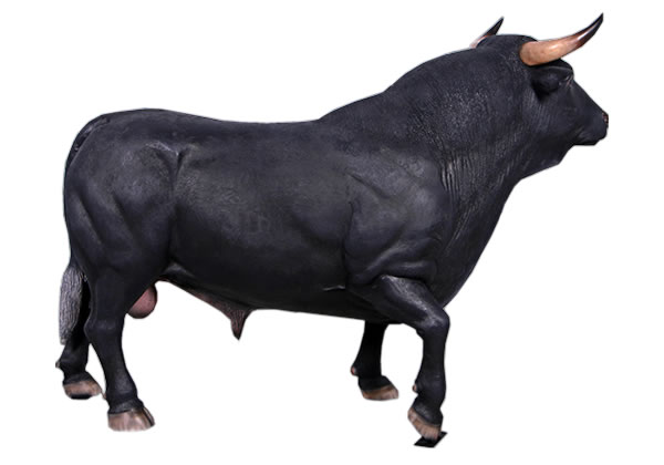 楽天市場】FRPアニマルオブジェ スペインの闘牛置物 動物 ウシ うし