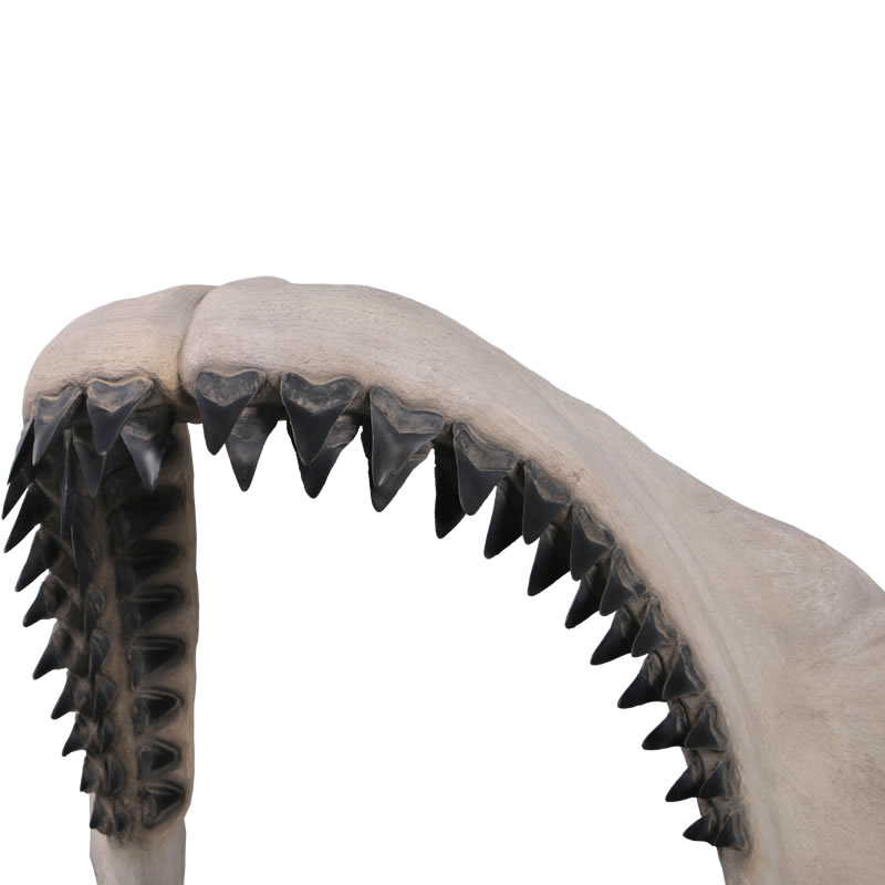 最大級 メガロドン 化石 サメの歯 423g 隕石 恐竜 爪 牙 三葉虫 骨 国内