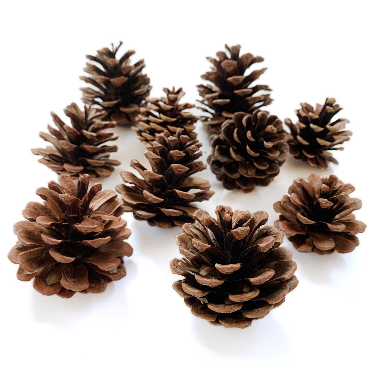 楽天市場】松ぼっくり 松かさ アソート 3〜6cm（10個入） クリスマス