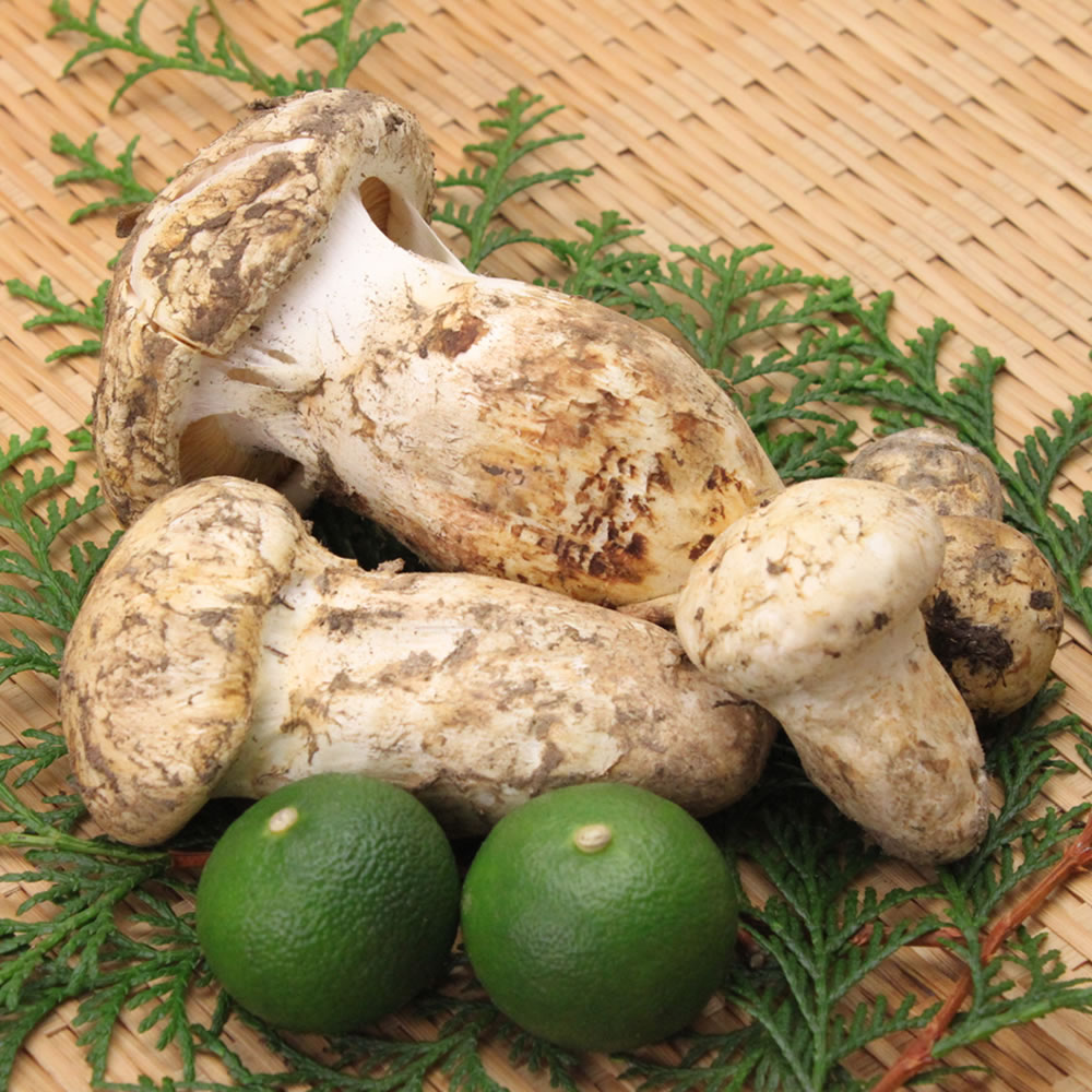 松茸 北海道 550g 訳あり 送料込 国産 ② 松茸 北海道 500g 訳あり ②