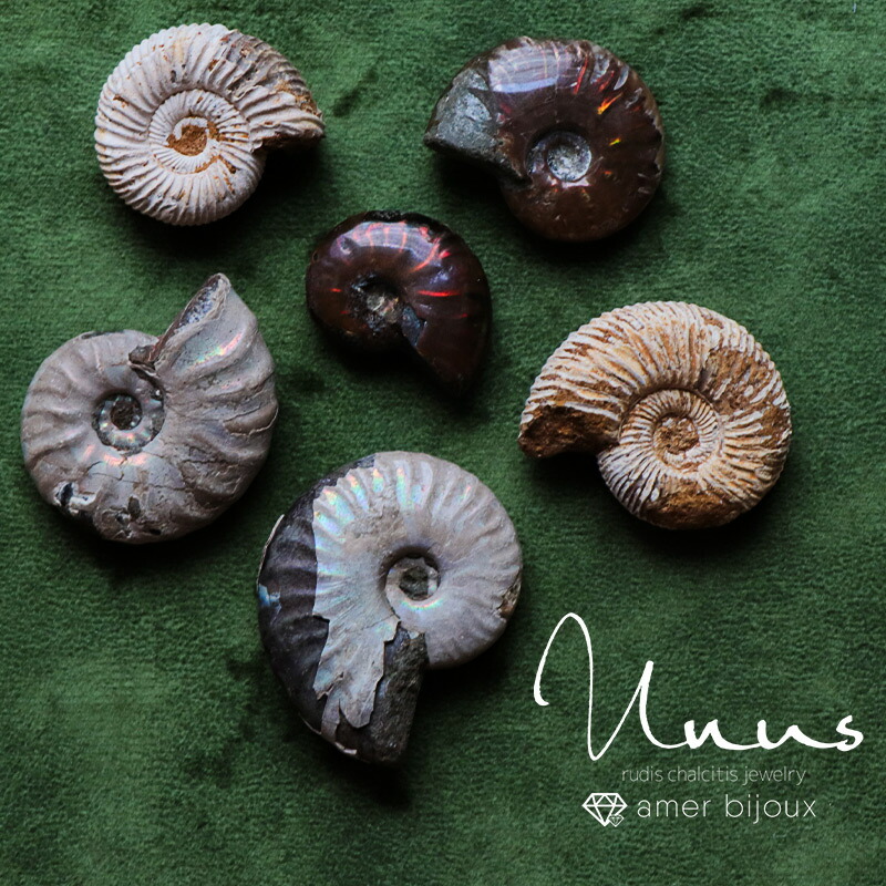 アンモナイト 化石 置物 楽天市場】アンモナイト 化石｜Ammonite