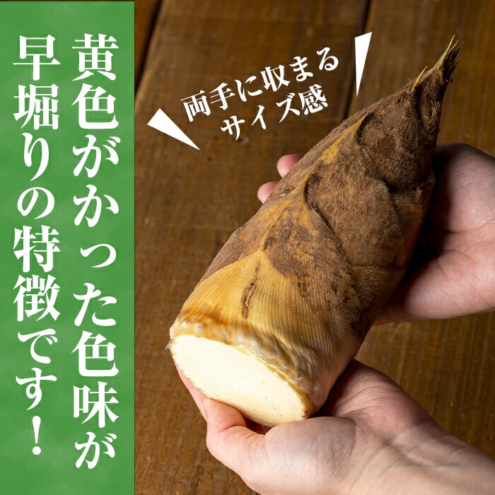 楽天市場】【ふるさと納税】≪数量限定！先行予約受付中！2026年3月
