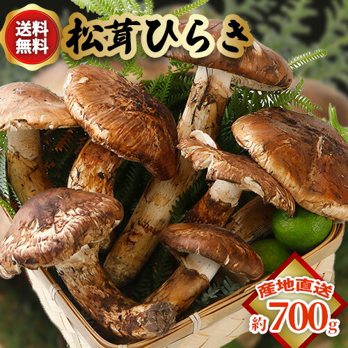 松茸 北海道 600g 訳あり ① 国産 松茸 北海道 600g 訳あり ③ 国産 訳