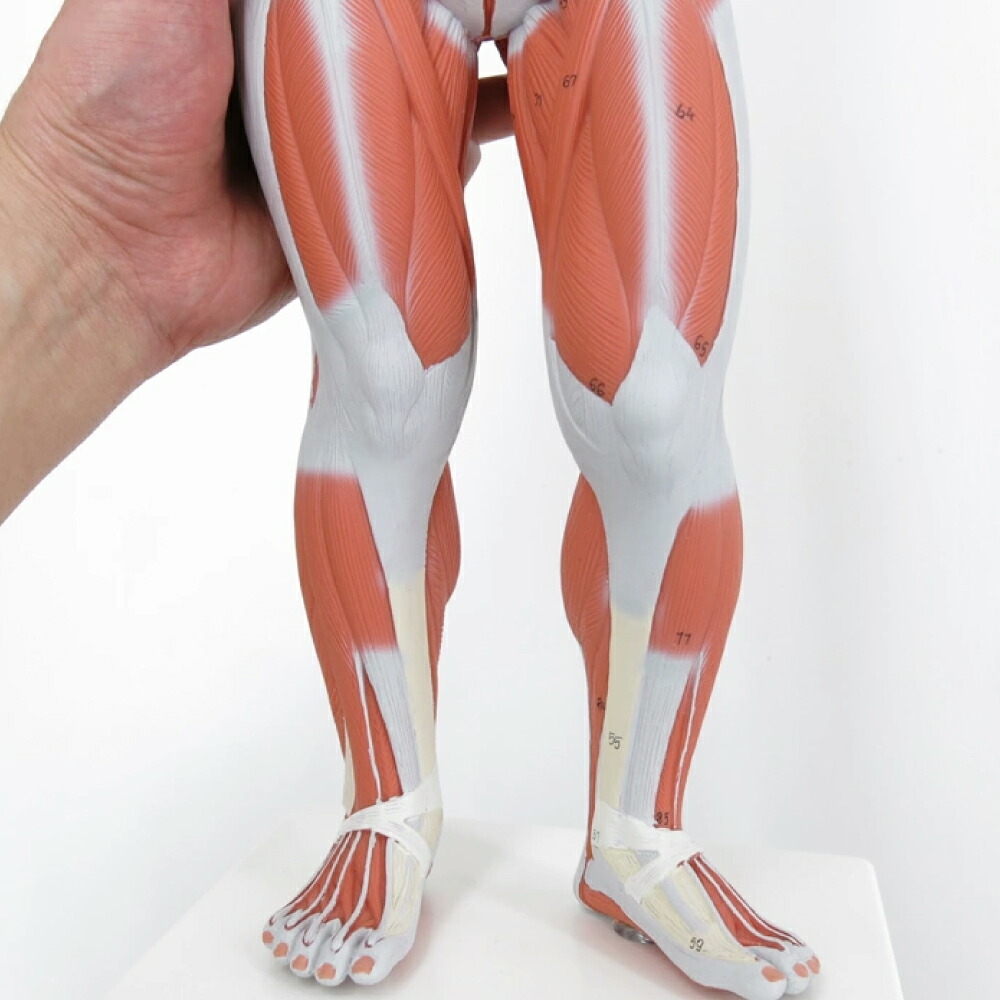 楽天市場】B59：筋肉解剖，1/4倍大・2分解モデル，無性 筋肉 内臓 人体