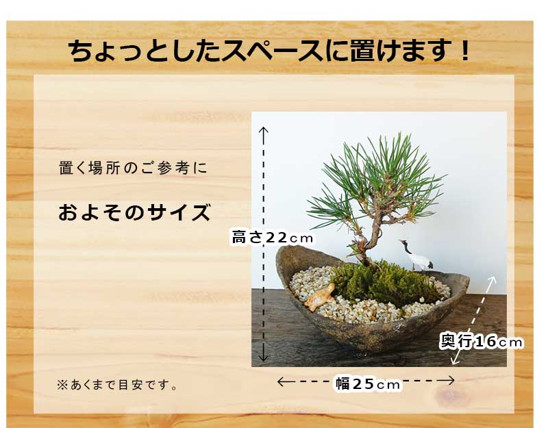 盆栽鉢『松泉造印』特注品です。 20-36 盆栽鉢 松泉焼 山秋造 長方鉢