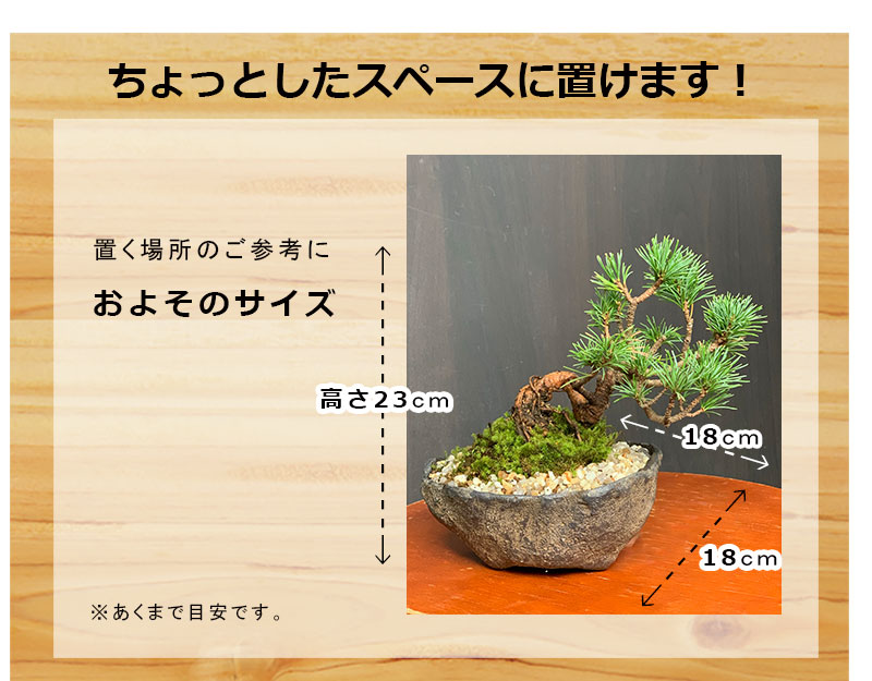 ミニ盆栽鉢 桑津香石 絵鉢 長方形 岩波 鳥 かもめ 小品盆栽 送料無料