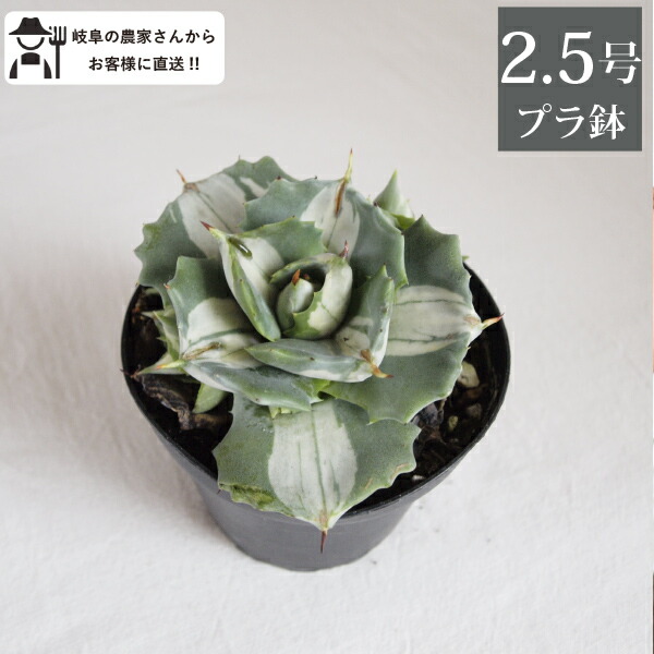 2171様感謝‼️大正頃の伊万里上手錦Dragon❌あじさい桐に蝶蜂7寸皿2客