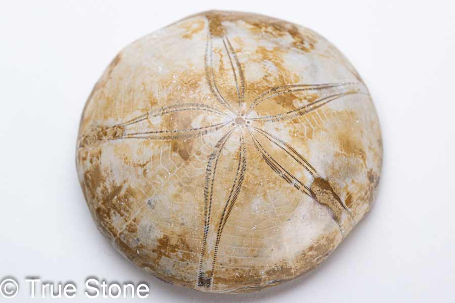 楽天市場】カシパンウニ ウニ化石 ウニ 104g 古代のウニが化石化 白