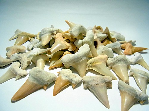 楽天市場】サメの歯 化石 10個セット 鮫の歯 Shark teeth fossils