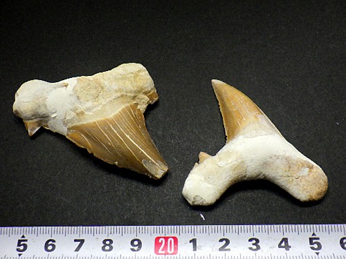 楽天市場】特大 サメの歯 化石 4石セット 50ミリアップ 鮫の歯