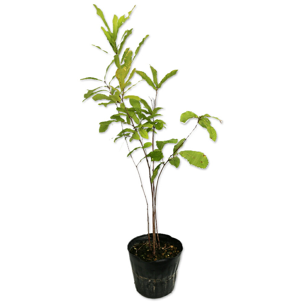 楽天市場】クヌギ 株立ち 0.6m 15cmポット 苗 : トオヤマグリーン