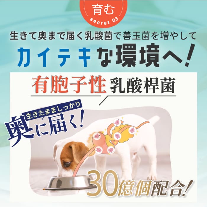 楽天市場】【エントリーでポイント10倍】 aikona あいこな アイコナ