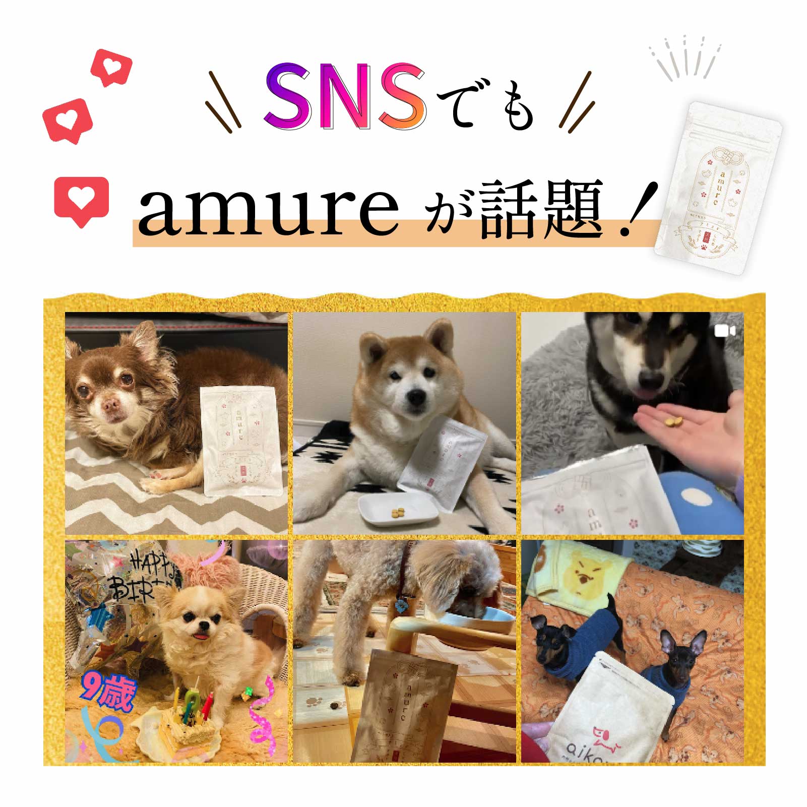 楽天市場】【エントリーでポイント10倍】 amure-アミュレ- 犬用