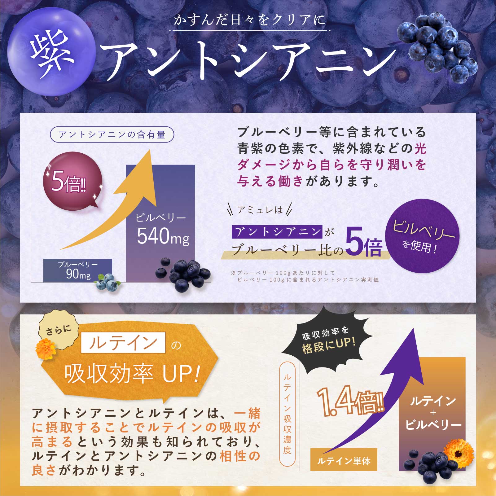 楽天市場】【エントリーでポイント10倍】 amure-アミュレ- 犬用