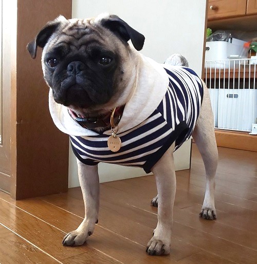 楽天市場】フレンチブルドッグ服 パグ服 究極ノームコアフーディー