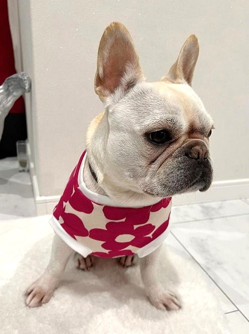 楽天市場】フレンチブルドッグ 服 ムオディカス クッカ 北欧調フラワー