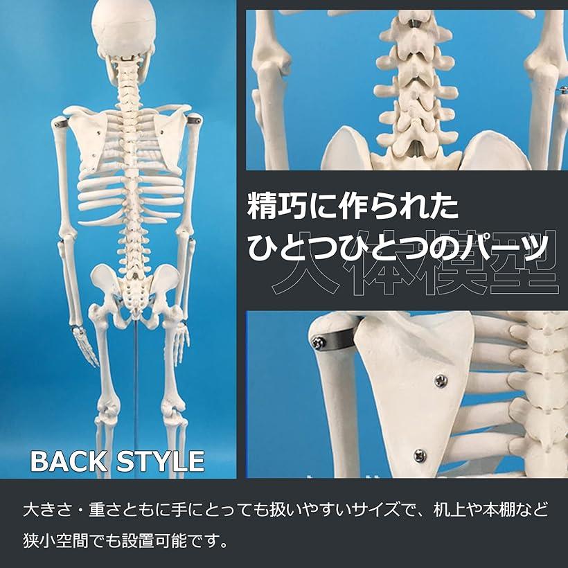 希少】イルカの骨_1 希少】イルカ 骨 15本セット 背骨 椎骨 標本 骨格