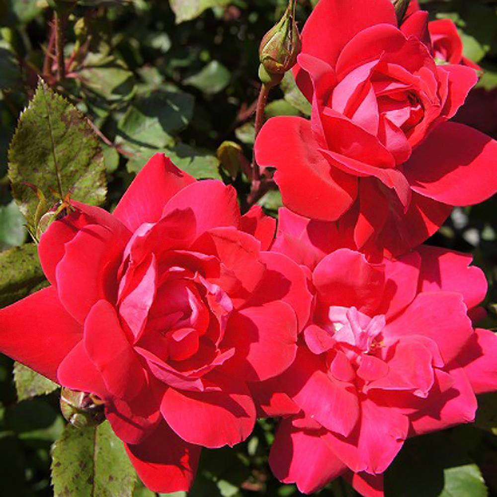 稀少多数 レアデック まとめ売り バラ売り 稀少多数 レアデック まとめ