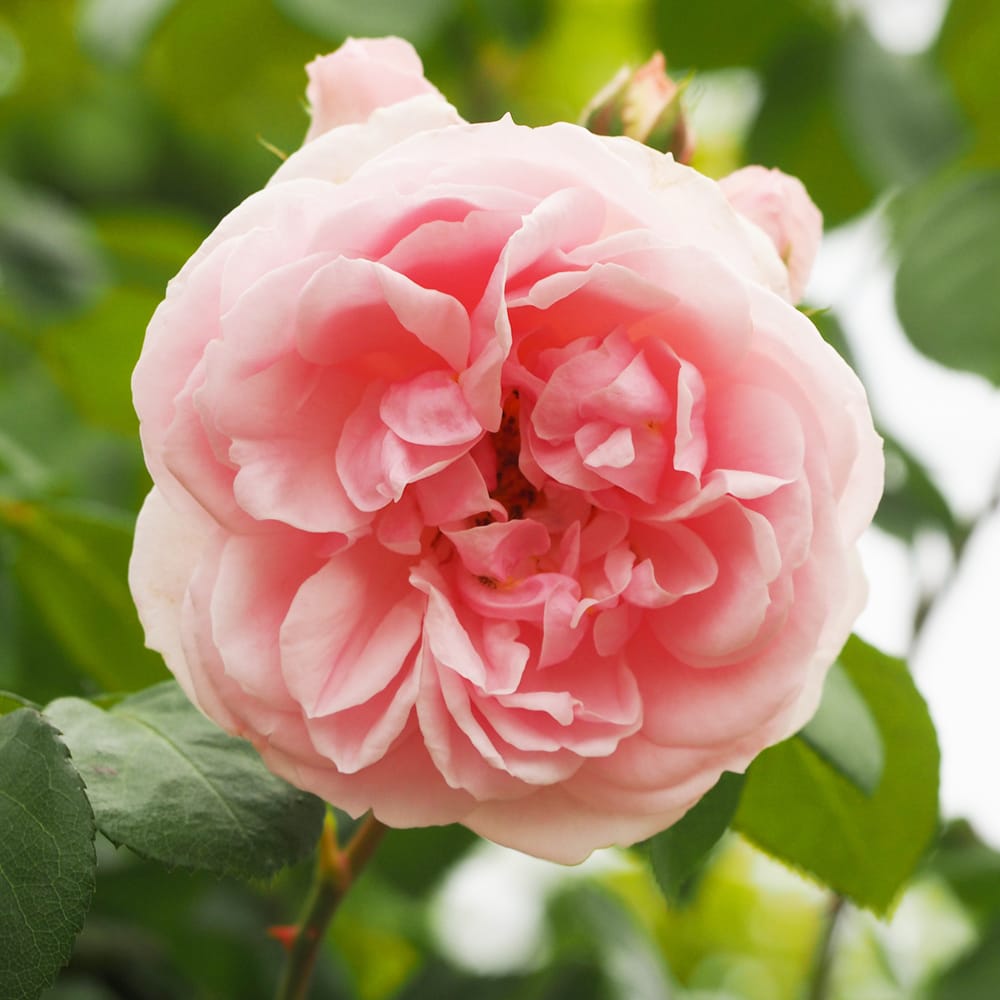 楽天市場】四季咲きつるバラ 【シンデレラ】 3年生長尺1.5m苗 大型宅配