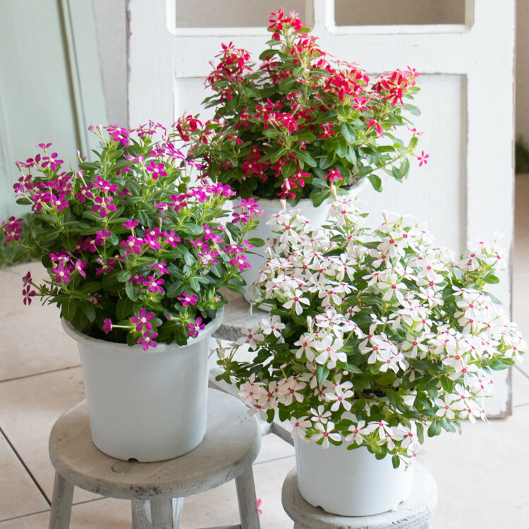 楽天市場】＼2鉢で送料無料／ニチニチソウ 鉢植え【夏花火】5号鉢