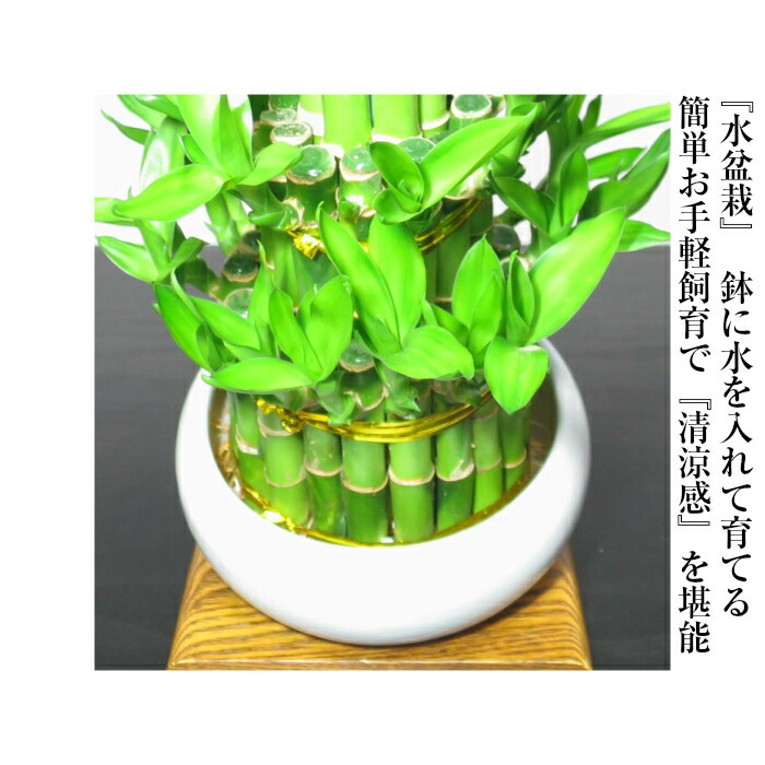楽天市場】盆栽 ミニ 即日出荷 楽天1位受賞盆栽 開運竹ミリオン