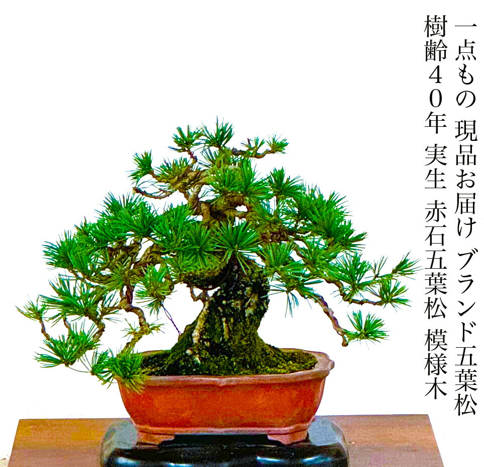 松寿 小品 盆栽鉢 レトロ 5個セット (A5) 松寿 小品 盆栽鉢 レトロ 5個