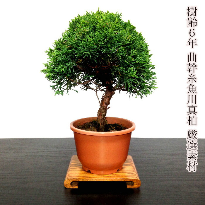 大型 盆栽鉢 松柏 雑木 皐月 大型 盆栽鉢 松柏 皐月 雑木 【公式通販】