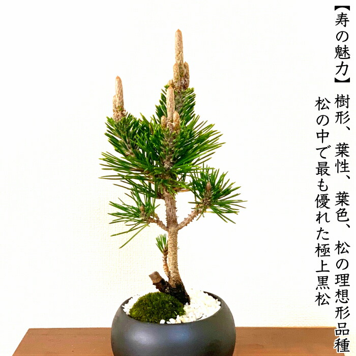 楽天市場】盆栽 松 希少 樹齢5年 最高美 黒松 寿松 縁起の良いテーブル