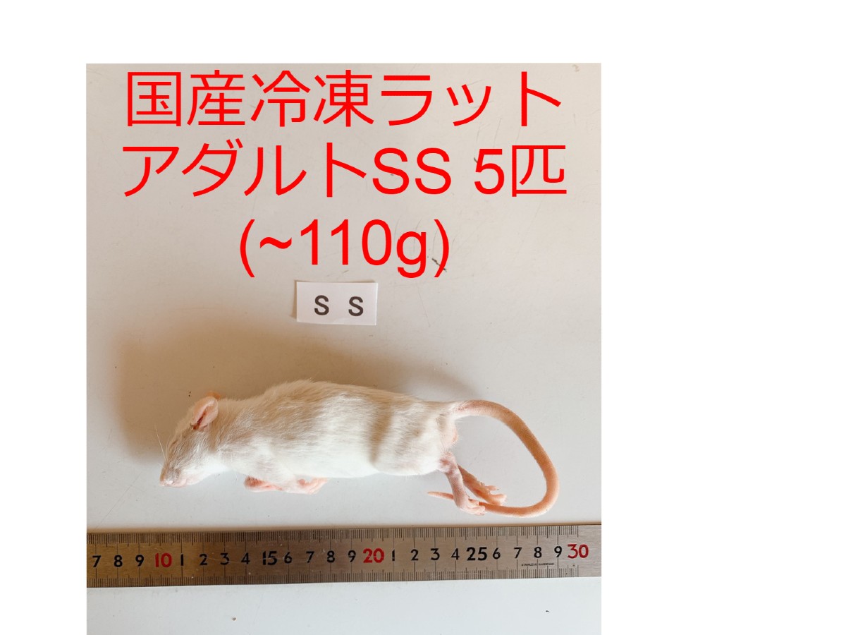 楽天市場】冷凍 ラットの通販