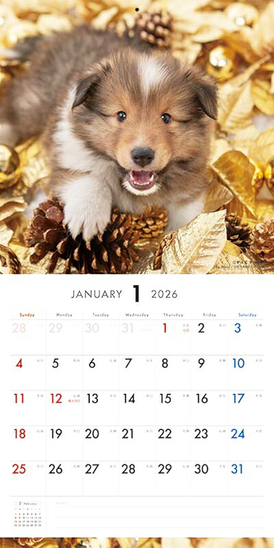 楽天市場】［公式］PICTWANカレンダー 2026年【L判】シェットランド