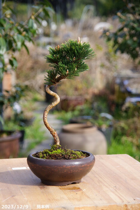 盆栽鉢希少時代手捻り常滑小松泉造ミニ盆栽鉢紫泥織部釉山野草小品盆栽鉢