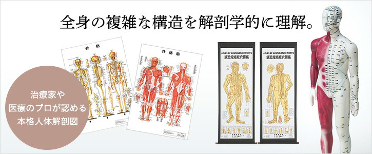 鍼灸用人体ゴム印（医道の日本社） 楽天市場 | 医道の日本社 楽天