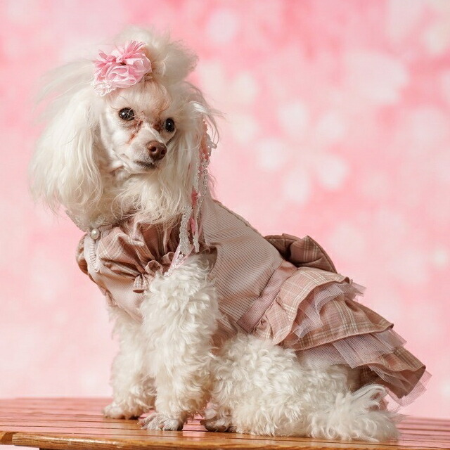 楽天市場】犬服 春 レトロいちごタータンチェックワンピース SS-L